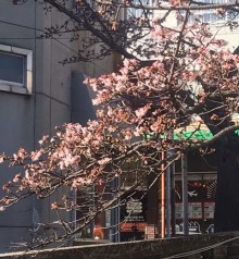 あたみ桜糸川桜まつり謝恩デー