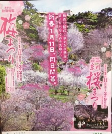 あたみ桜糸川桜まつり・熱海梅園梅まつり